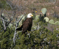 Bald eagle sitting in the desert