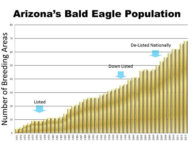 Arizona bald eagle population increases since 1971 to 2013
