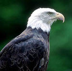 Adult Bald Eagle Photo - Profile