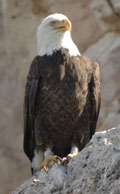 Adult Eagle on Arizona Cliff