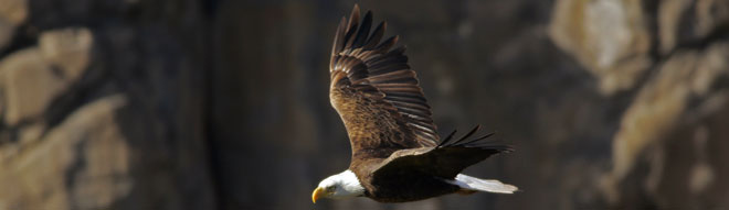 Eagle Soaring.  Photo taken by Bruce Taubert 2005.