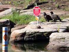 Juvenile Bald Eagle at Woods Canyon Bald Eagle Closure Signs