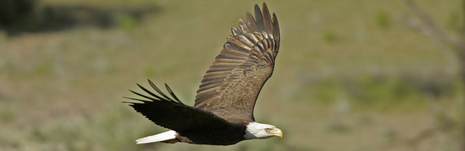 Bald Eagle Flying