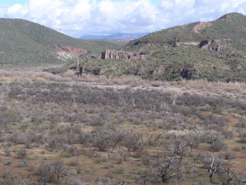 Habitat near Cliff nest site