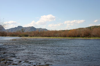 Habitat near Goldfield nest site