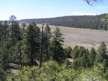 Habitat near Lower Lake Mary nest site