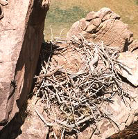 Nest at Ladders Breeding Area