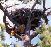 Arizona Game and Fish Department entering nest to band to place transmitter on nestling