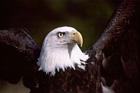 Bald eagle with wings out