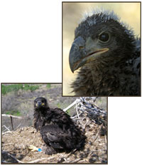 Bald Eagle Nestling 