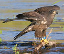 Fledgling hunting on the river