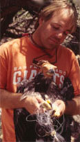 Nestling bald eagle entangled in monofilament