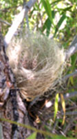 Migratory Bird Nest Made Of Monofilament