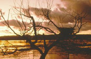 Bald Eagle Nest In Tree - Sunset Photo