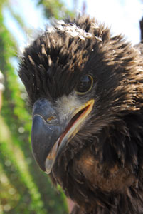 profile of nestling