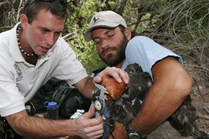 Nestwatcher helping to record information on the nestling