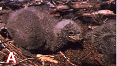 10 day old bald eagle