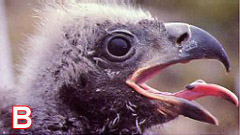 21 day old bald eagle