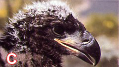 28 day old bald eagle