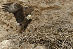 Bald Eagle with Nestling